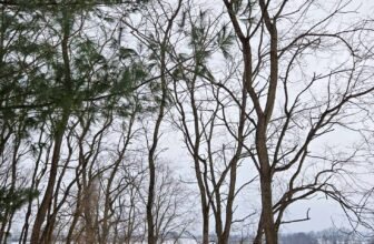 The Little Issues E-newsletter #453 – Life, laughter, and plenty of nice meals!